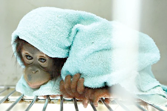 Îşi pune prosopul în cap şi plânge de dorul mamei