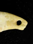 ADN-ul unei femei, extras dintr-un dinte de cerb vechi de 20.000 de ani (Foto: Max Planck Institute for Evolutionary Anthropology / nature.com)