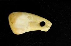 ADN-ul unei femei, extras dintr-un dinte de cerb vechi de 20.000 de ani (Foto: Max Planck Institute for Evolutionary Anthropology / nature.com)
