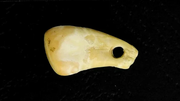 ADN-ul unei femei, extras dintr-un dinte de cerb vechi de 20.000 de ani (Foto: Max Planck Institute for Evolutionary Anthropology / nature.com)