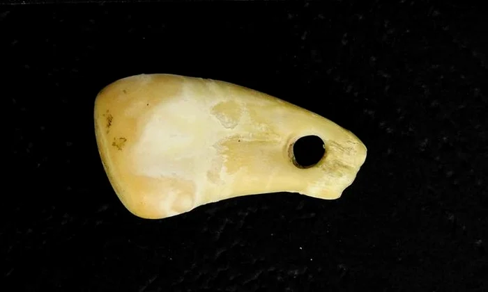 ADN-ul unei femei, extras dintr-un dinte de cerb vechi de 20.000 de ani (Foto: Max Planck Institute for Evolutionary Anthropology / nature.com)