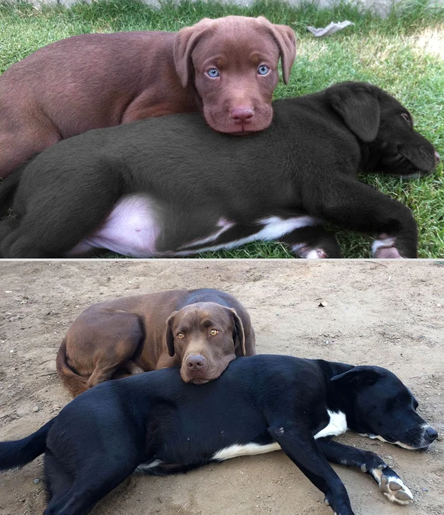 3 ani diferenţă