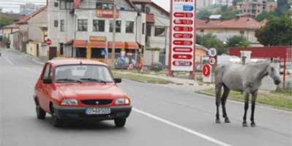 Vaci şi cai pe contrasens, la intrarea în Slatina
