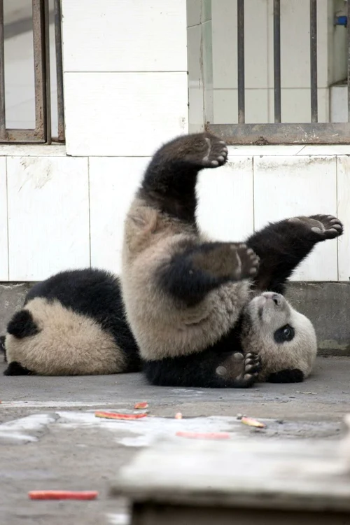 Un urs panda a vrut să evadeze, dar nu i-a ieşit! (foto: Caters)