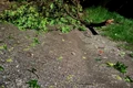 Crengi rupte şi copaci smulşi din rădăcină căzuţi pe carosabilul DN 64 în Drăgăşani - Vâlcea Foto ISU Vâlcea