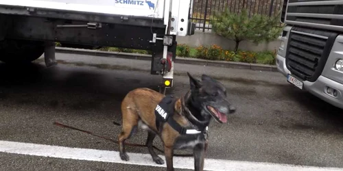 cainele SID din vama Portile de Fier I FOTO Alexandra Georgescu 