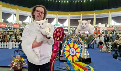 Wild Forest's Nordri este cel mai frumos motan din lume / foto: wildforest.ro