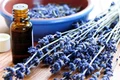 lavanda jpeg