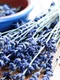 lavanda jpeg