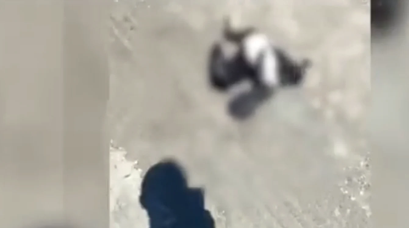 Un șofer din Sulina a călcat intenționat un cormoran. FOTO: Captură Video
