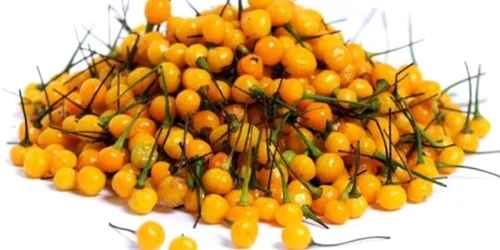 Românul care s-a îmbogăţit cu aceasă plantă. Un kilogram costă şi 25.000 de dolari