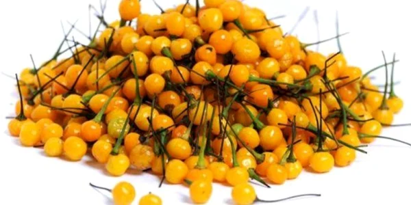 Românul care s-a îmbogăţit cu aceasă plantă. Un kilogram costă şi 25.000 de dolari