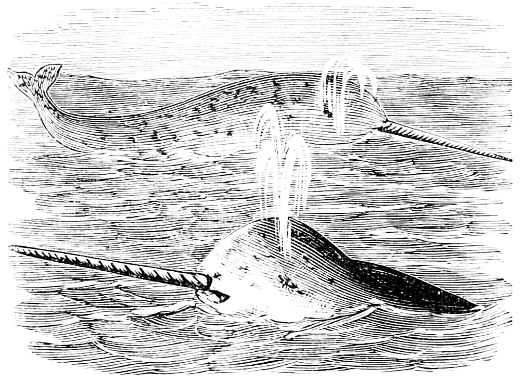 1 PSM V17 D240 Narwhal or sea unicorn jpg jpeg