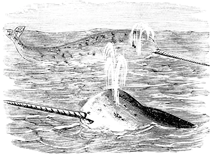 1 PSM V17 D240 Narwhal or sea unicorn jpg jpeg