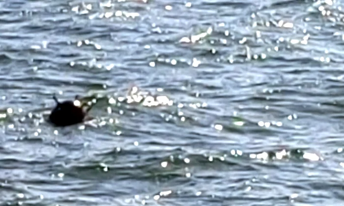 Mina marină din zona Sulina - foto: Garda de Coastă