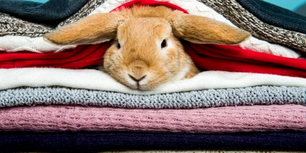 iepure paste haine groase frig foto shutterstock