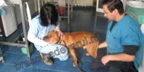 Benny este numele pitbull-ului care se află acum în îngrijirea doctorilor 