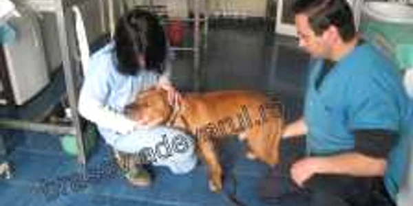 Benny este numele pitbull-ului care se află acum în îngrijirea doctorilor 