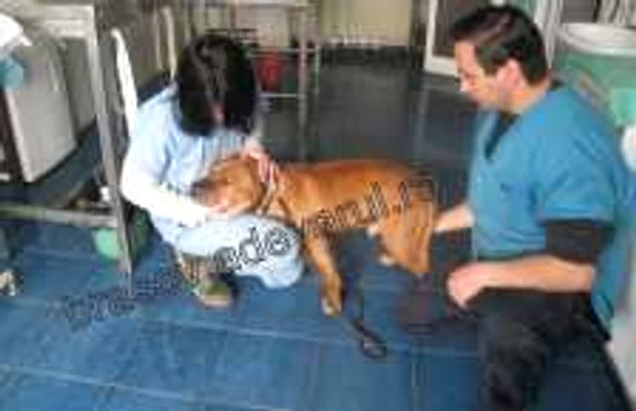Benny este numele pitbull-ului care se află acum în îngrijirea doctorilor