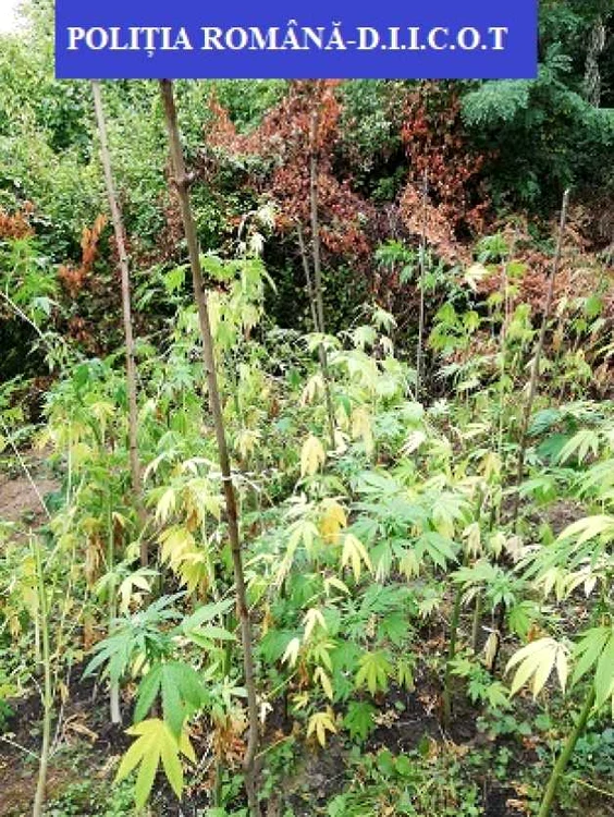 cannabis viforata