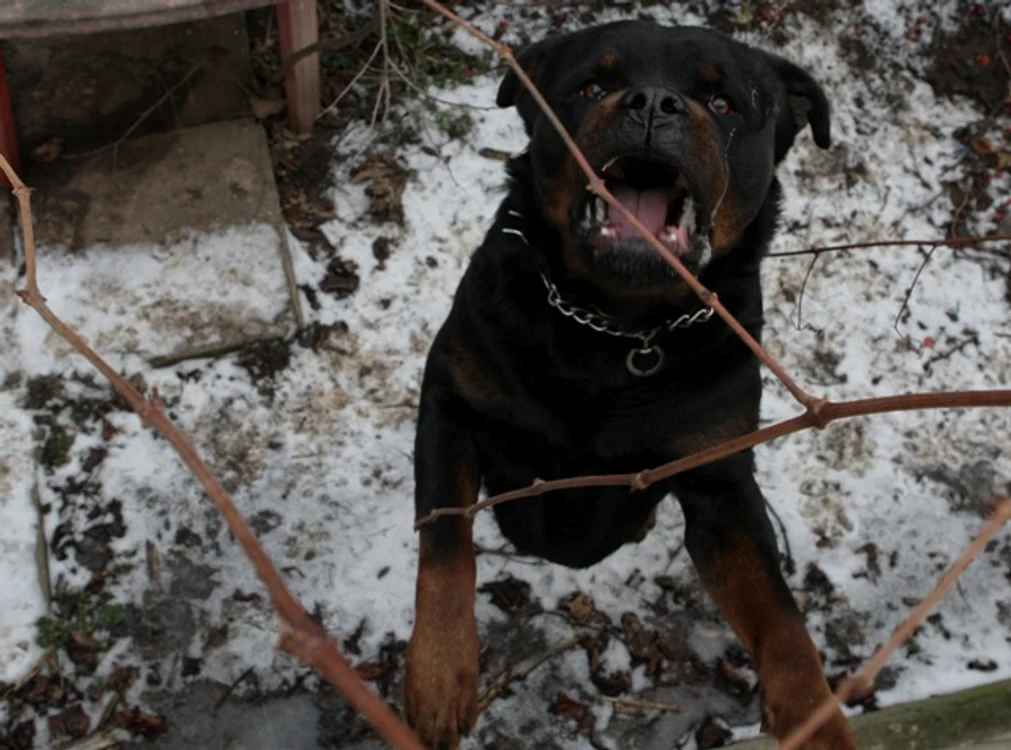 
    Animalul agresiv a fost încredinţat stăpânului său (foto: Arhivă)  