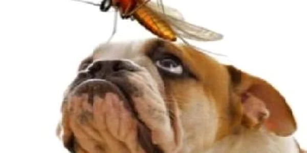soc anafilactic la animale