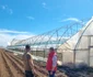 Vântul a făcut ravagii în Băleni. FOTO Vlad Pătrașcu