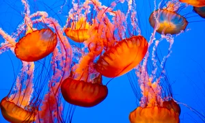 1 jelly jpg jpeg