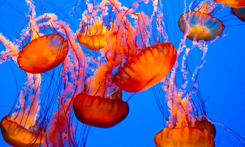 1 jelly jpg jpeg