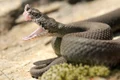 vipera jpg