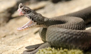 vipera jpg