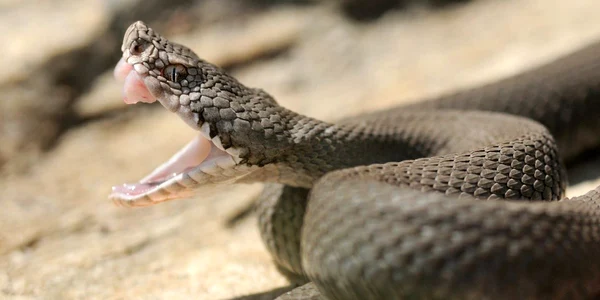 vipera jpg