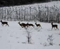 caprioare alba