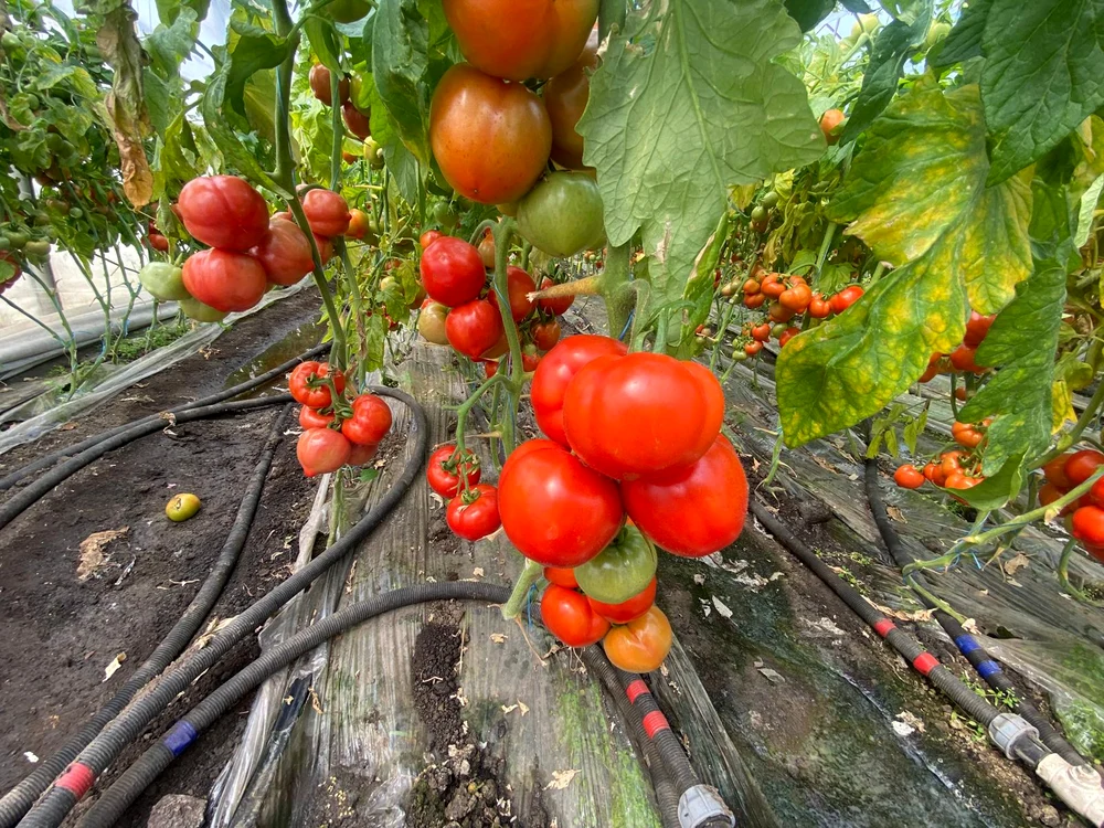 Tomatele au fost o cultură bănoasă pentru unii fermieri, păguboasă pentru alții FOTO: arhiva I.P.