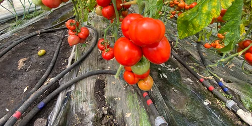 tomate   foto arhiva ion păunel (5) jpeg