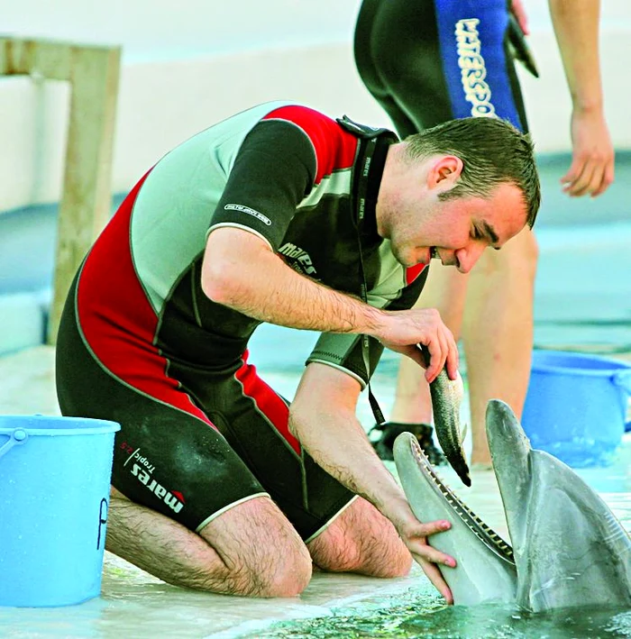 
    Noua casă a delfinilor a costat  70.000 de lei. În cele două bazine  va începe perioada de  acomodare, apoi antrena- mentele. Primul spectacol  este programat pe 15 iunie  