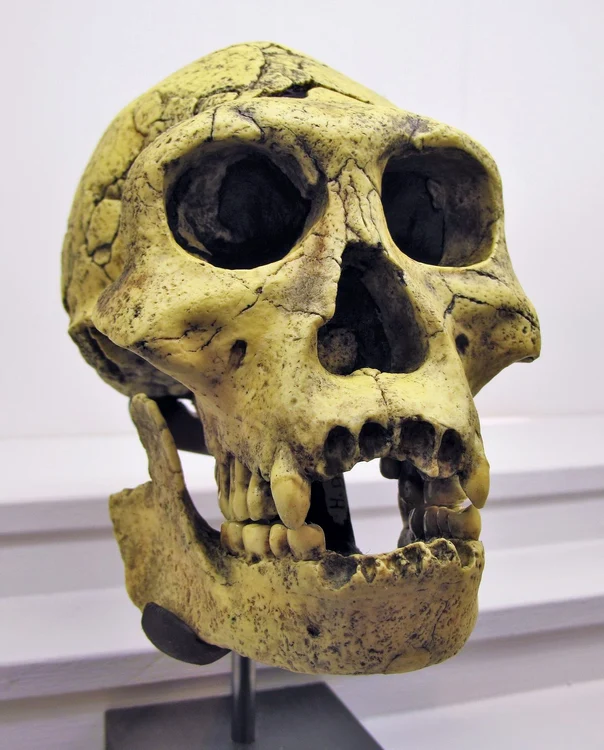 Copie a craniului numărul 3 de la Dmanisi: Homo georgicus (© Wikimedia Commons)