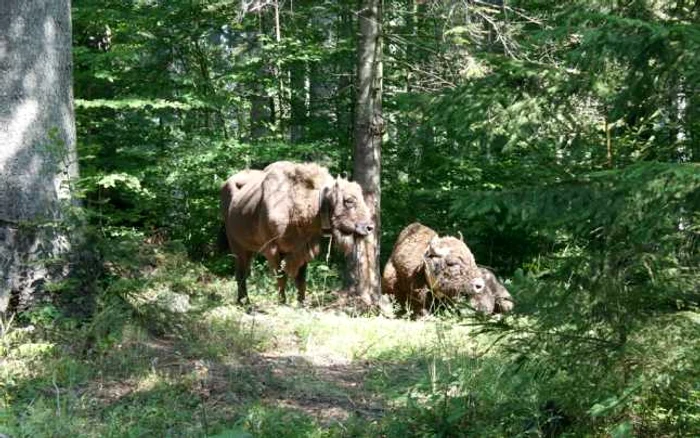 La Neamţ, zimbri pot fi observaţi în mediul lor natural FOTO Parcul Natural Vânători Neamţ