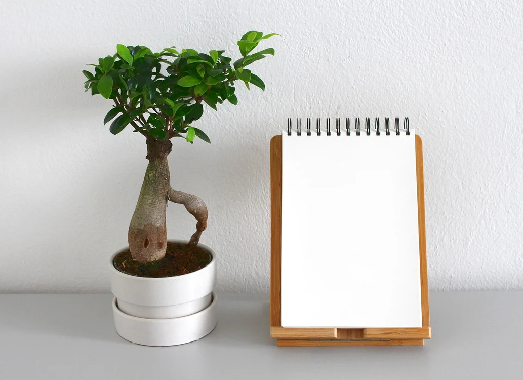 Trei plante pe care ar trebui să le ai în casa ta / foto: Pixabay 