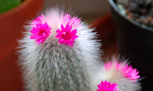 cactus jpeg