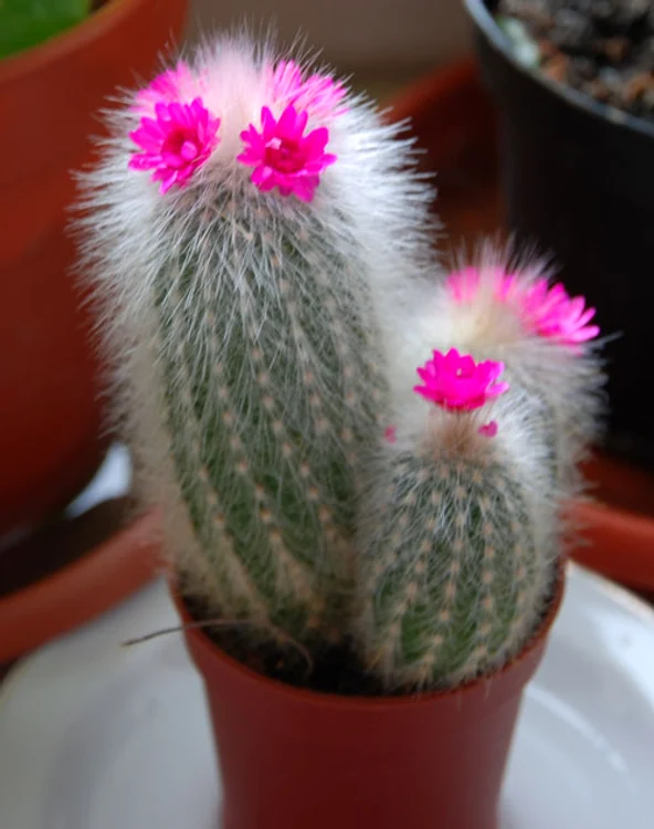 Plante de interior care aduc ghinion - simpaticul cactus se numără printre eleFoto: floricele.wordpress.com