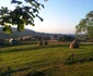 marisel cluj