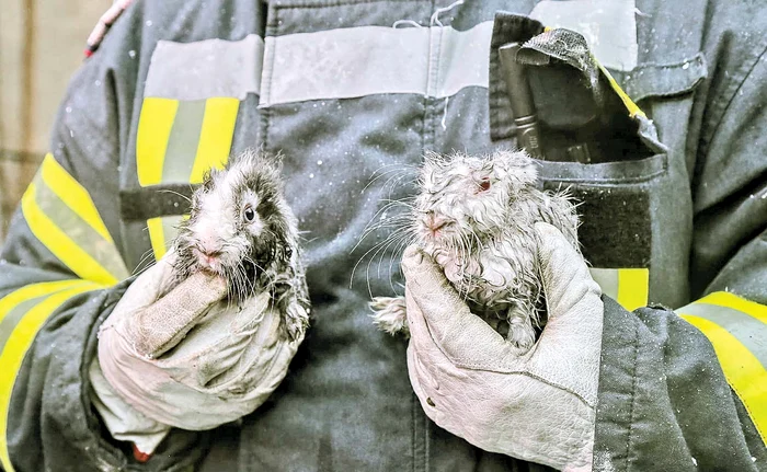 Cei doi iepurași au scăpat teferi din incendiu