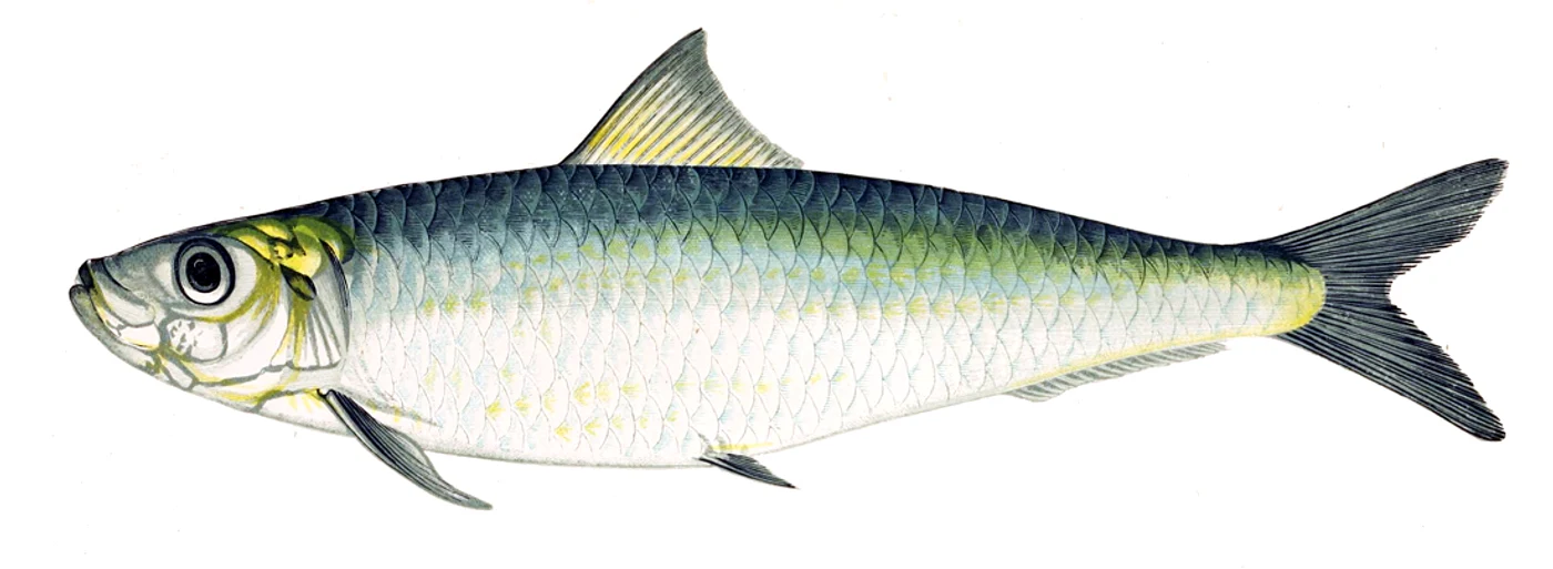 Sardine