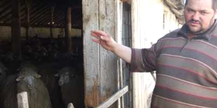 Grigore Certezanu va vinde 800 de miei în străinătate 