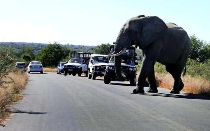 O excursie în Africa te costă chiar şi 5.000 de dolari