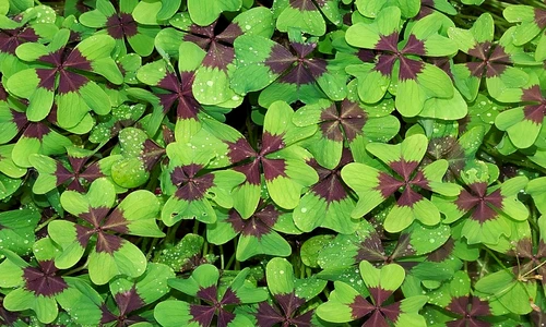 1 80463 original jpg jpeg