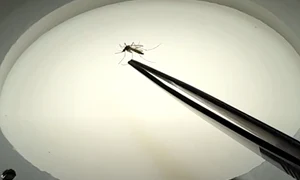 tantar captura video jpg