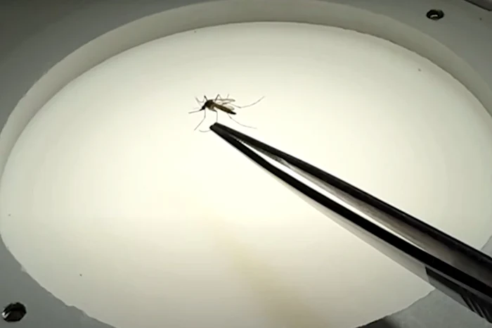 Fabrica a fost deschisă pentru a combate răspândirea febrei Dengue (Foto: captură video)