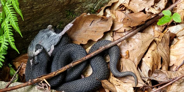 Vipera neagra Foto Ocolul Silvic petrosani (1) jpg